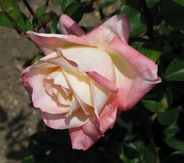  photo DianaPrincessofWalesatfiloliIMG_1108_zpsd4116c80.jpg